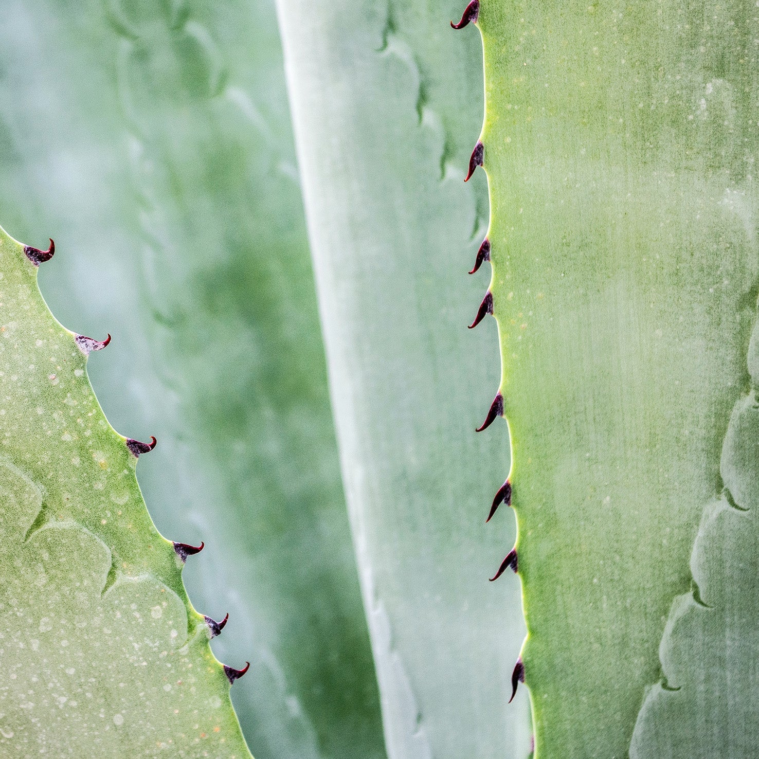 Propiedades del Aloe Vera para la Piel: Un Aliado Natural para el Cuidado Cutáneo