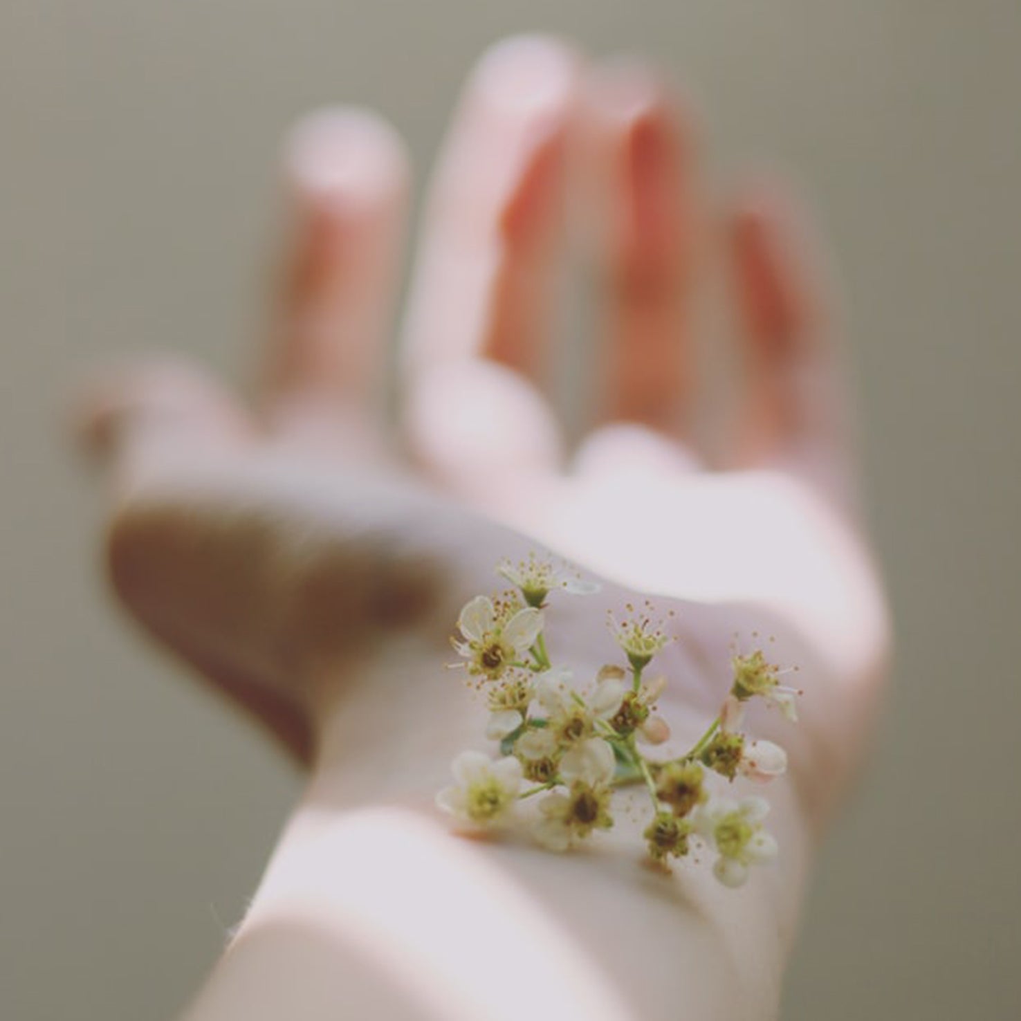 10 tips para dermatitis atopica con paloma borregon