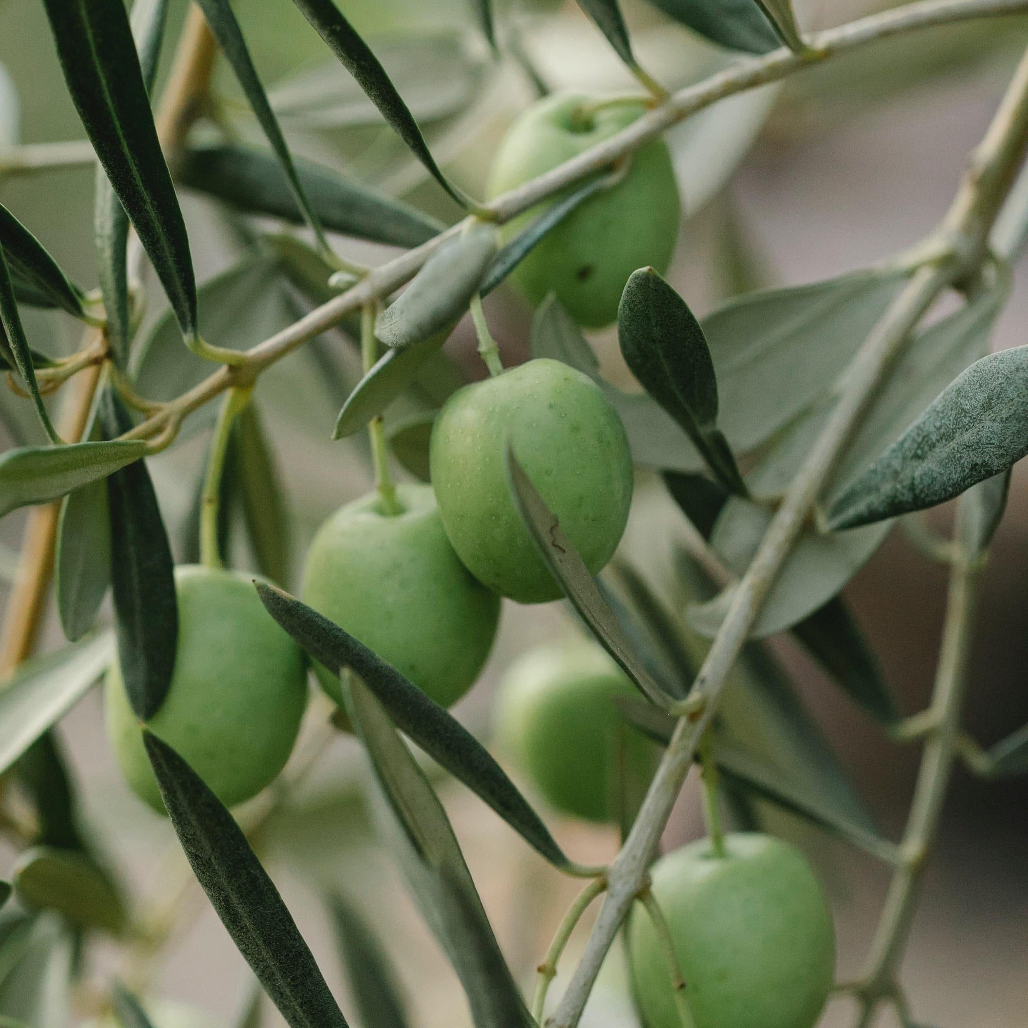 El Hidroxitirosol: potente AntiOxidante que nos ofrece la naturaleza