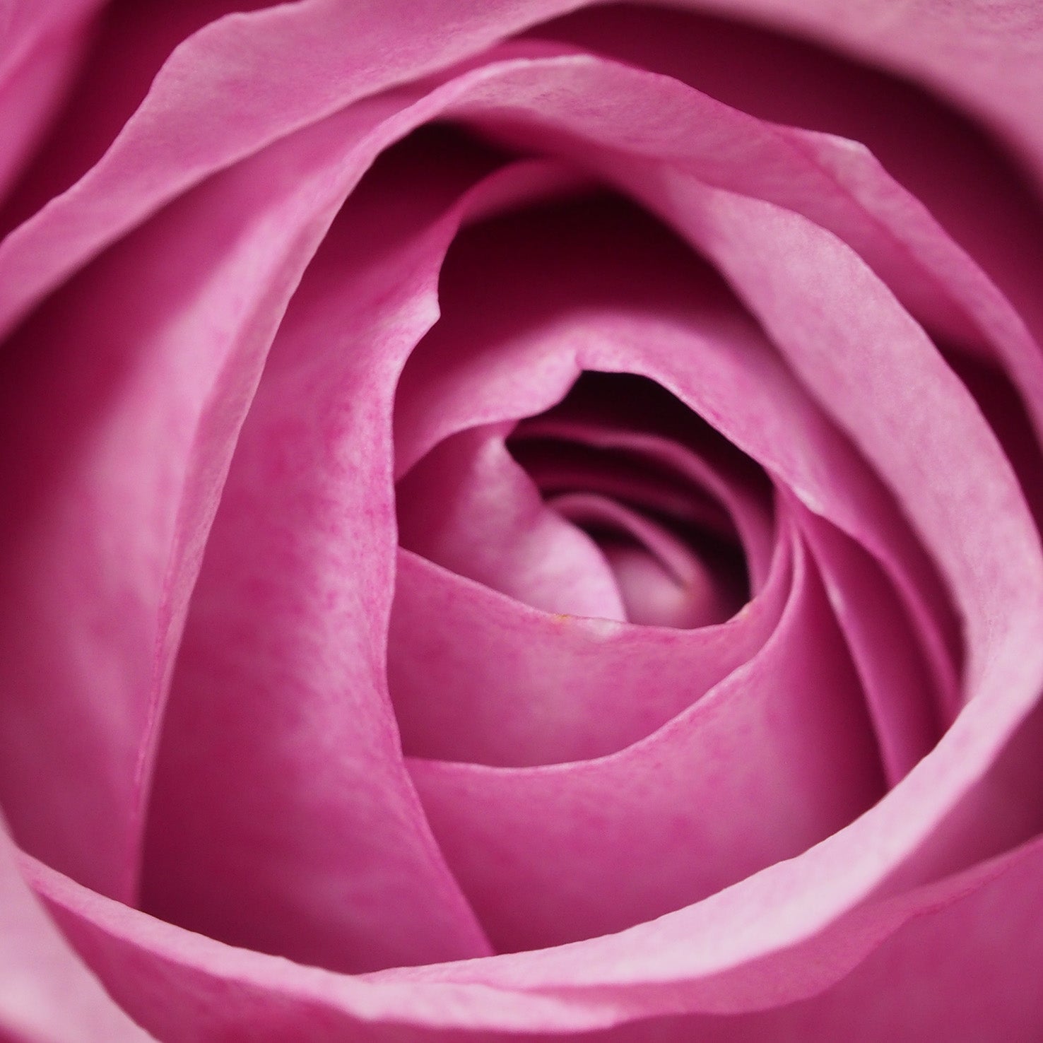 ¿Qué es el hidrolato de rosas y para qué se usa en cosmética?