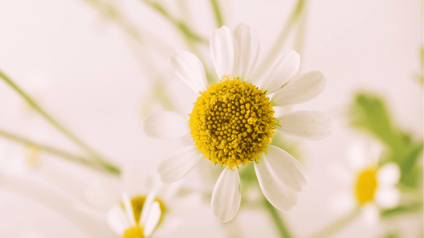 Bisabolol: para qué sirve y por qué calma la piel sensible