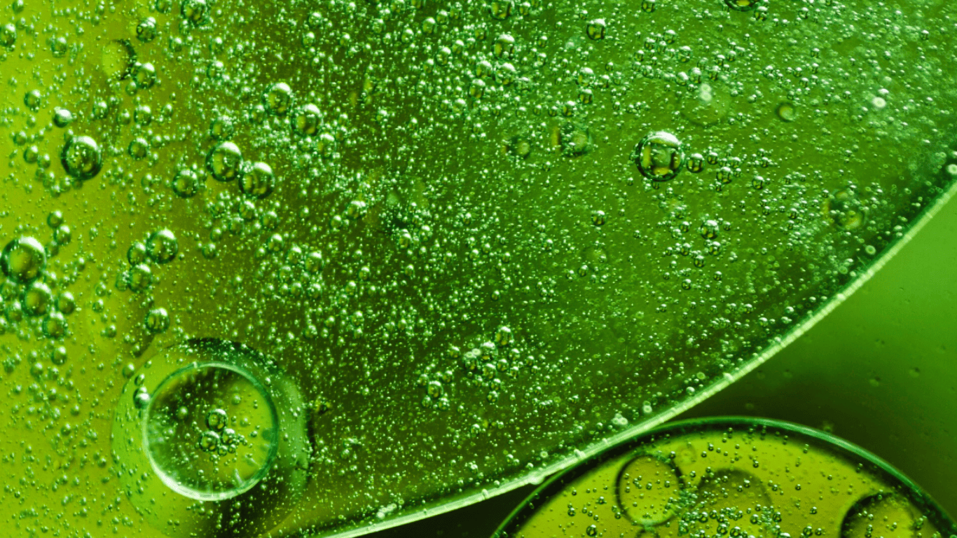 Extracto de té verde y sus propiedades antioxidantes para el cuidado de la piel